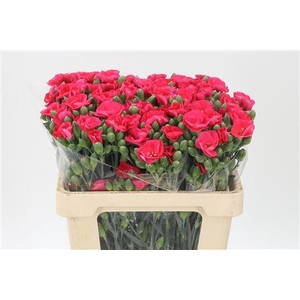 Di Te Solomio Symply Imre