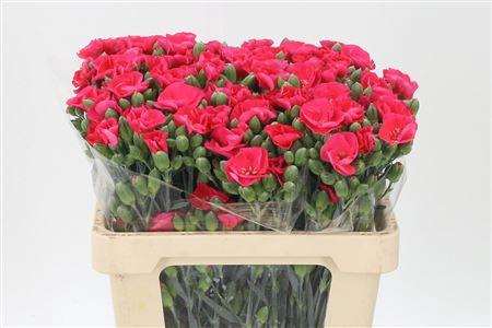 <h4>Di Te Solomio Symply Imre</h4>