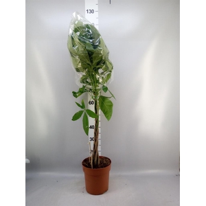 Pachira aquatica