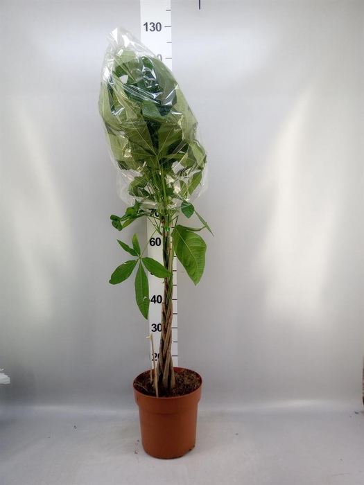 <h4>Pachira aquatica</h4>