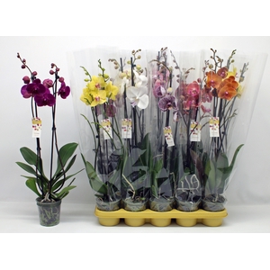 PHAL GEM