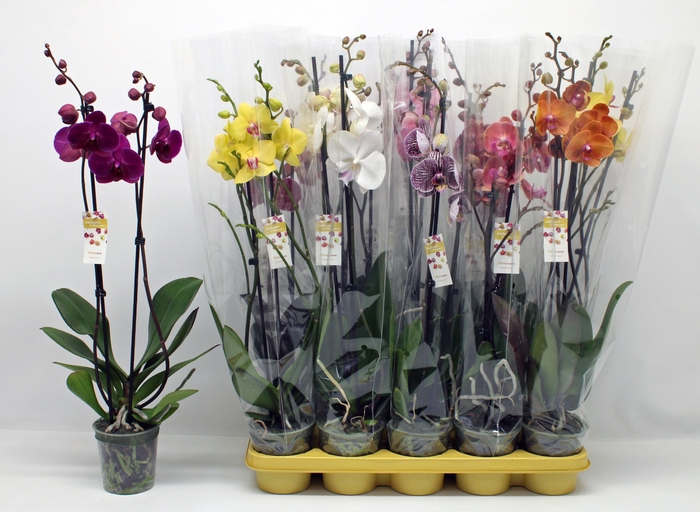 <h4>PHAL GEM</h4>