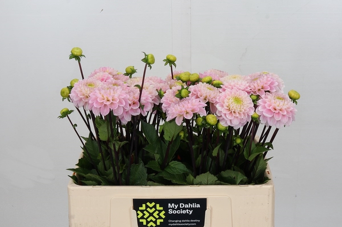 <h4>Dahlia Wizard of Oz</h4>