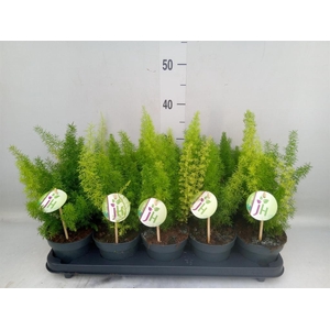 Asparagus dens. 'Meyers'