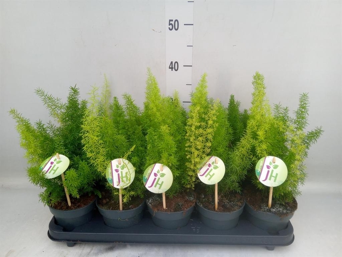 <h4>Asparagus dens. 'Meyers'</h4>