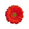 GERBERA TERRA POSITANO < 050 CM > 10 CM DIAM