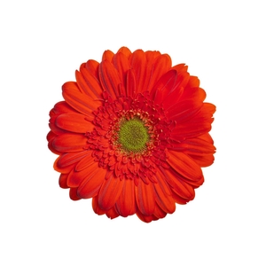 GERBERA TERRA POSITANO < 050 CM > 10 CM DIAM