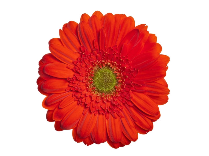 GERBERA TERRA POSITANO < 050 CM > 10 CM DIAM