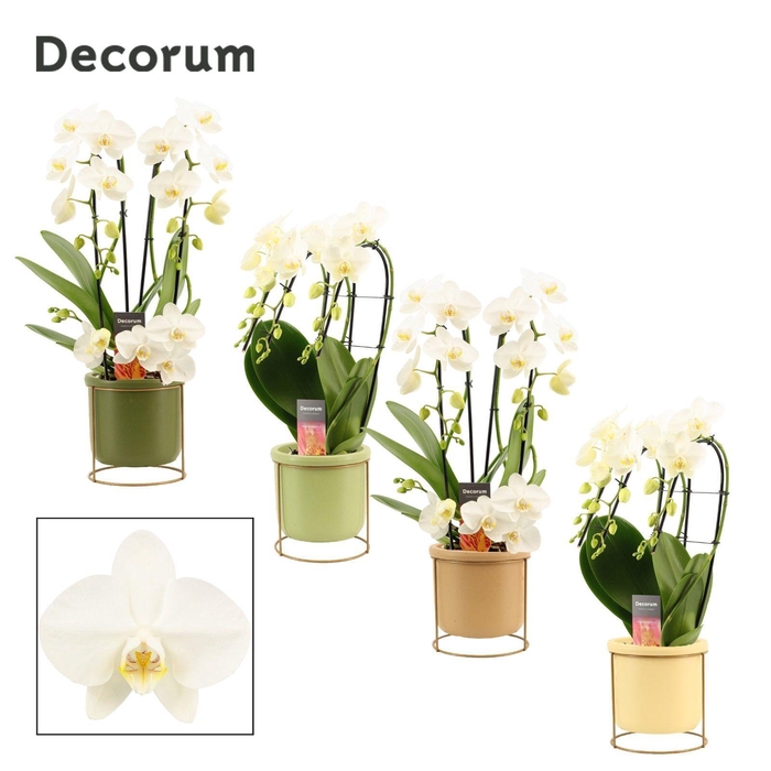 <h4>Phalaenopsis vormen mix 3 tak wit in Lynn (Silent moods-collecti</h4>