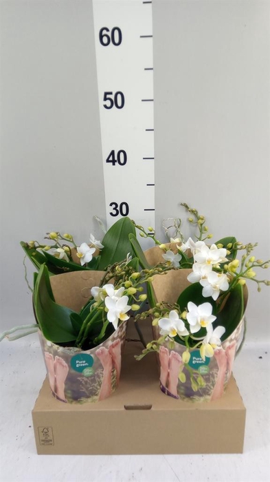 <h4>Phalaenopsis   ...white</h4>