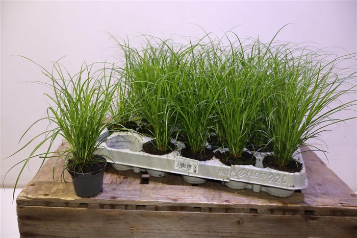 <h4>arr8 Carex Brunnea</h4>