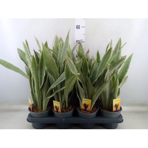 Sansevieria trifa.   ...