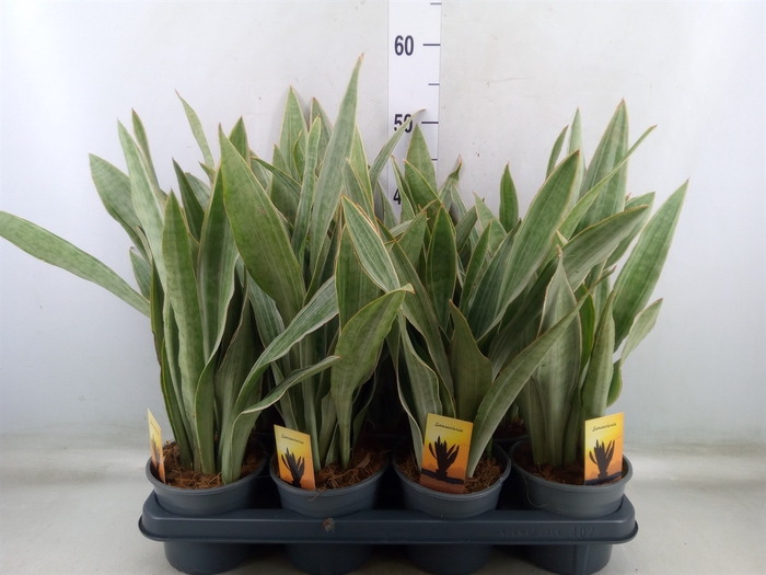 <h4>Sansevieria trifa.   ...</h4>