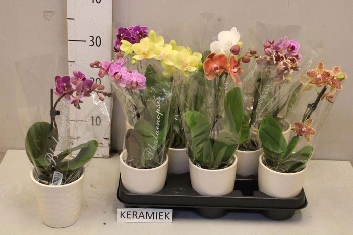 <h4>ARR PHAL 1 TAK</h4>