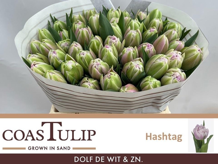 <h4>TU DU HASHTAG</h4>