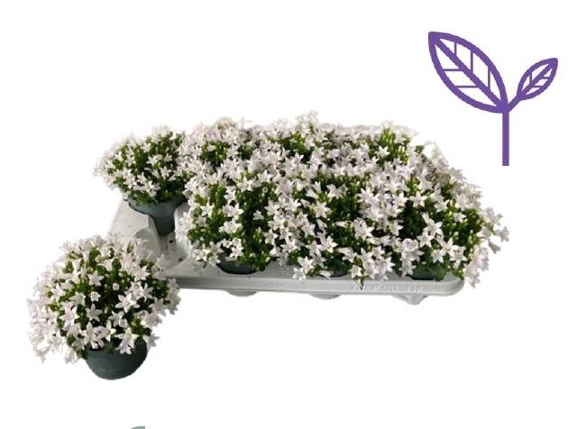 <h4>CAMP A INTENSE WHITE</h4>