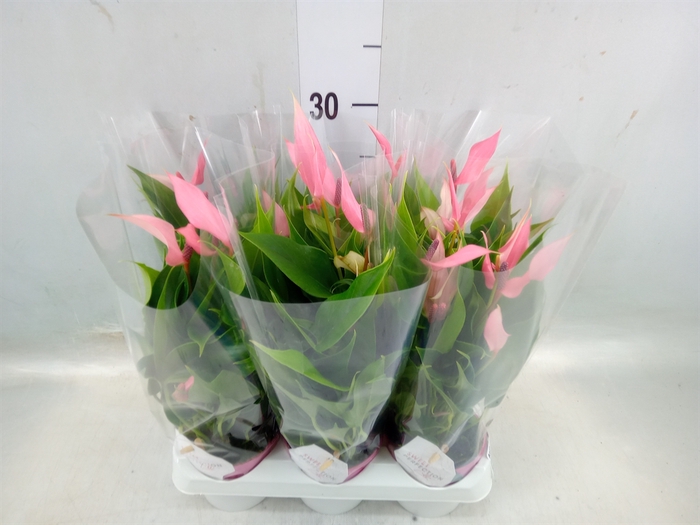 <h4>Anthurium andr. 'Lilli'</h4>