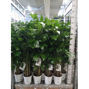 Caryota mitis
