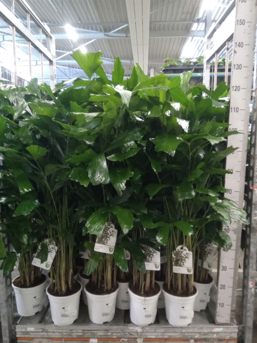 <h4>Caryota mitis</h4>