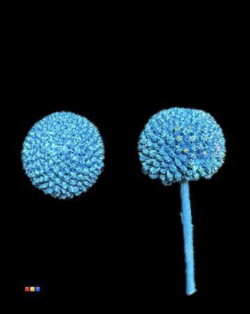 <h4>Craspedia Klb Metallic Blue</h4>