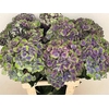 Hydrangea mag charlotte blue
