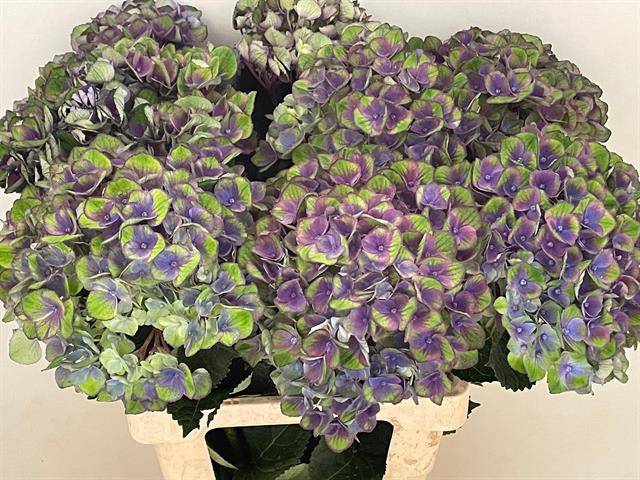 Hydrangea mag charlotte blue