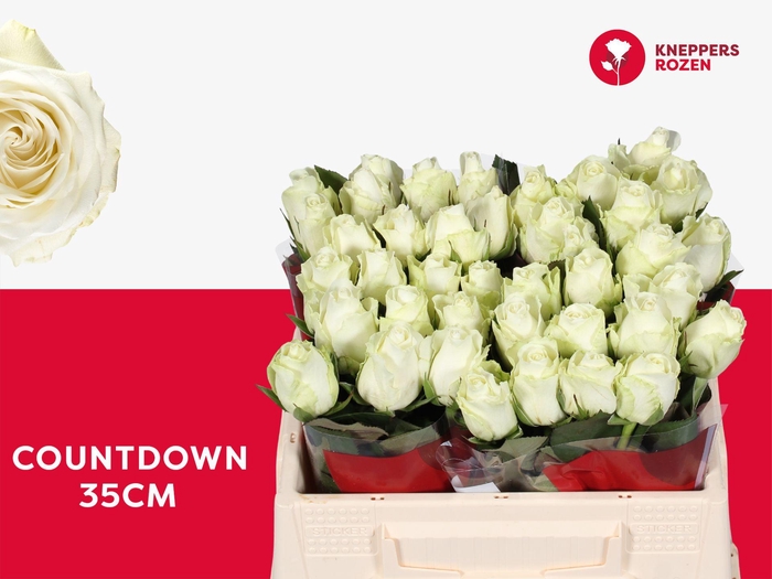 <h4>R GR COUNTDOWN! 35</h4>