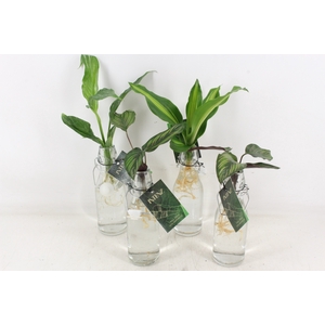 arr3 VD - Ann Glas (Witte dop)