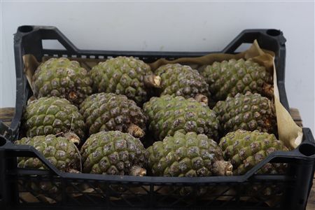 <h4>Pinecone fresh pinus picea</h4>
