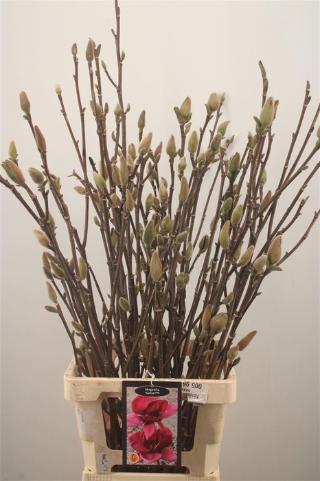 <h4>MAGNOLIA GENIE*</h4>