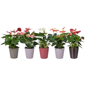 Anthurium ''XL-Flowers'' in diverse kleuren keramiek Autumn Zoë