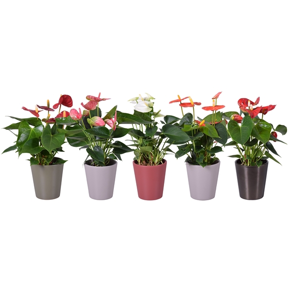 <h4>Anthurium ''XL-Flowers'' in diverse kleuren keramiek Autumn Zoë</h4>