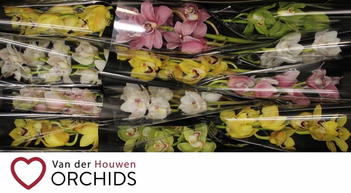 <h4>Gemengd 50 cm.</h4>