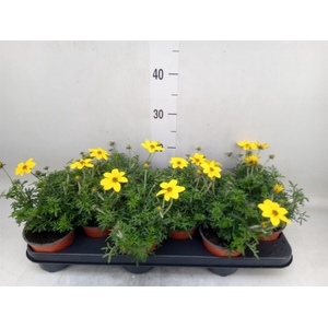 Bidens   ...