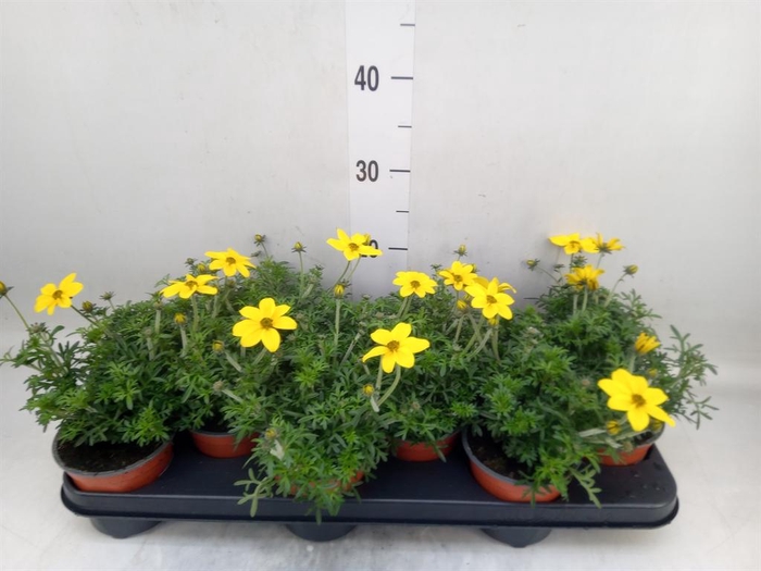 <h4>Bidens   ...</h4>