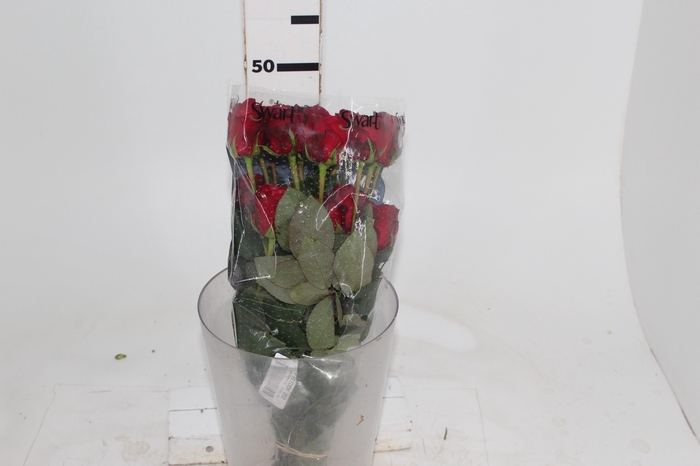 <h4>ROSA FREEDOM 050 CM ESTUFA</h4>