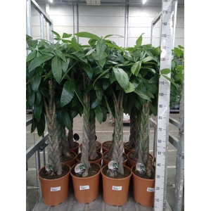 Pachira aquatica