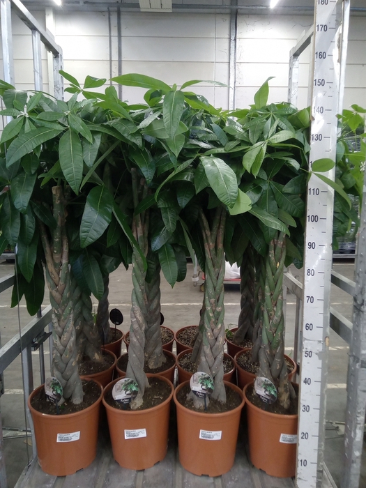 <h4>Pachira aquatica</h4>