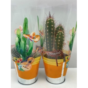 Cactus gemengd