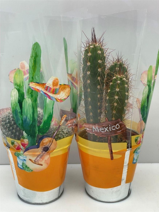 <h4>Cactus gemengd</h4>
