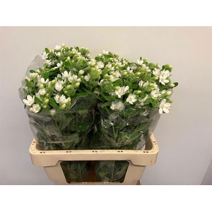 OXY CO PERF WHI HARM