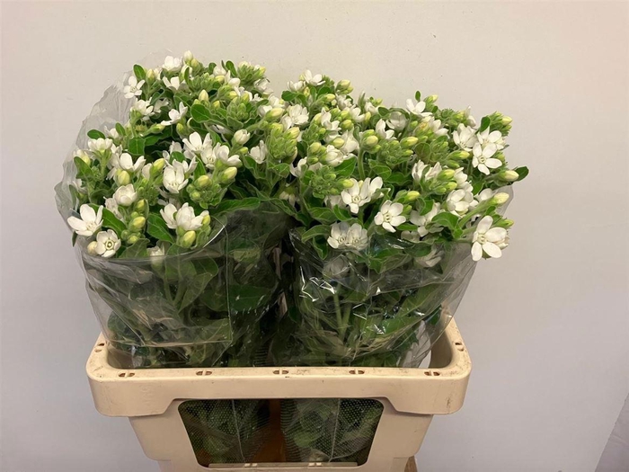 <h4>OXY CO PERF WHI HARM</h4>