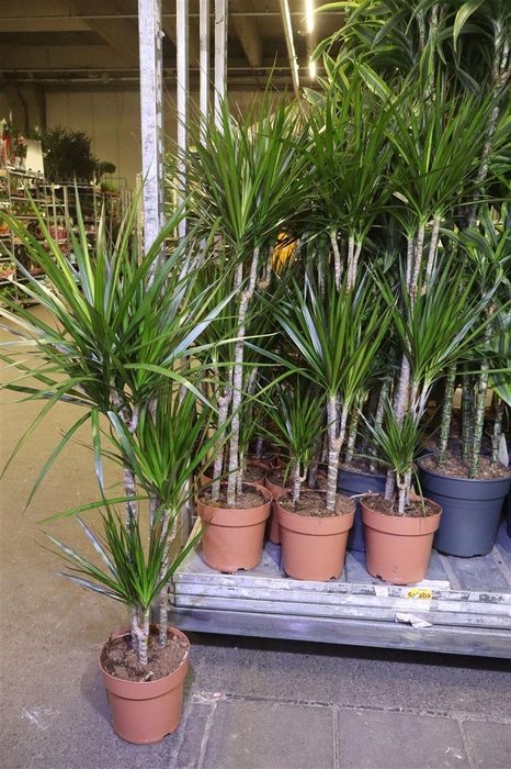 <h4>arr8 Dra Marginata</h4>