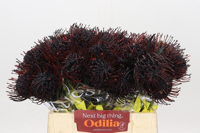 <h4>Nutans Painted Black</h4>