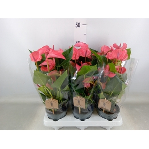 Anthurium  'FC Romantico'
