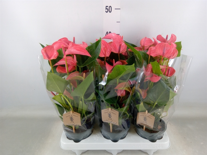 <h4>Anthurium  'FC Romantico'</h4>