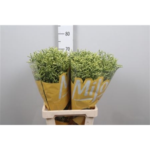 Lim Sin China Summer