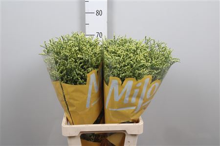 Lim Sin China Summer