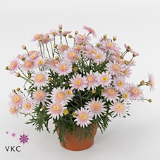 Argyranthemum  'Cymbals Light Pink'