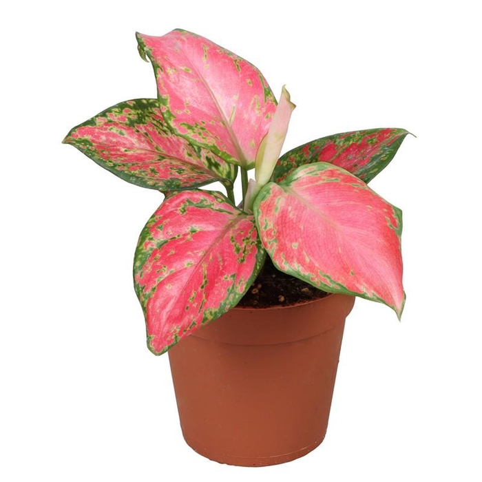 <h4>AGLAONEMA ARACEAE P9 LUCKY RED</h4>